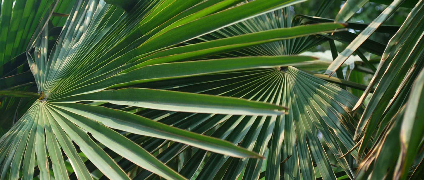 Apportez une Touche Tropicale avec des Palmiers Artificiels