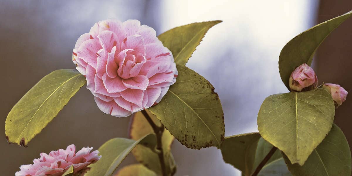 Camélia : Histoire, Origines et Symbolique d'une Fleur Éternelle