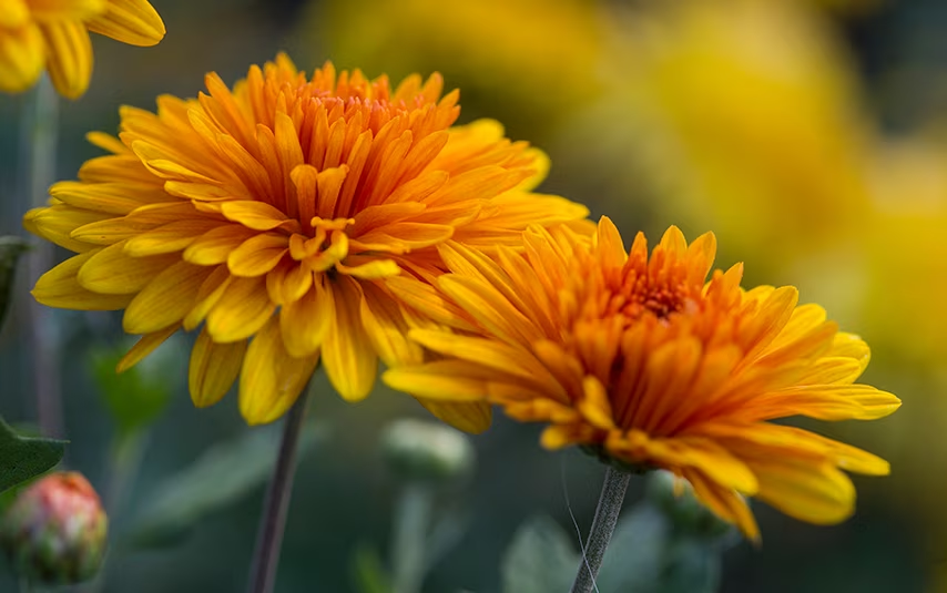 La Signification de la Chrysanthème : Symbole, Histoire et Valeurs