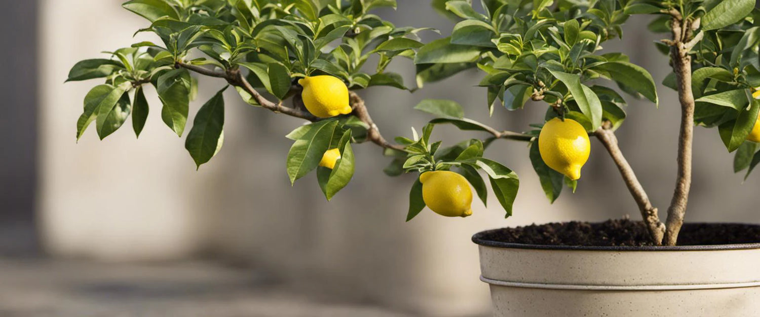 Le Citronnier : Un Arbre Fruité et Plein de Charme 🍋