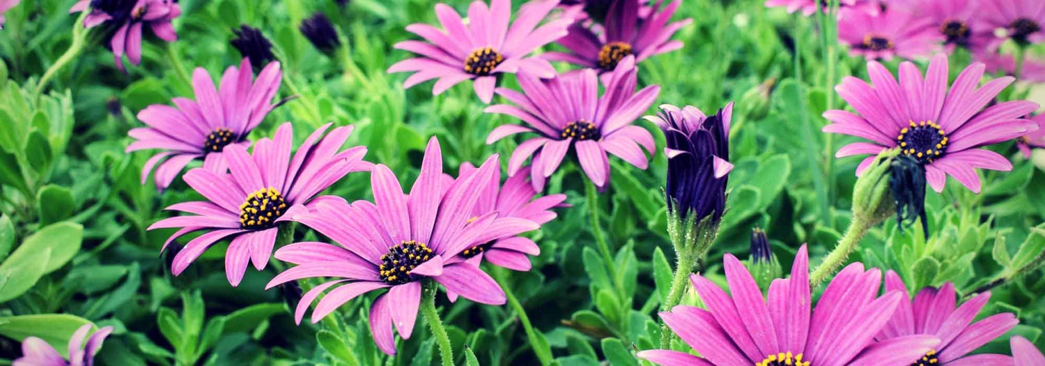 Comment Couper les Fleurs Fanées de l’Osteospermum ?