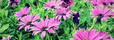 ¿Cómo cortar las flores descoloridas de Osteospermum?