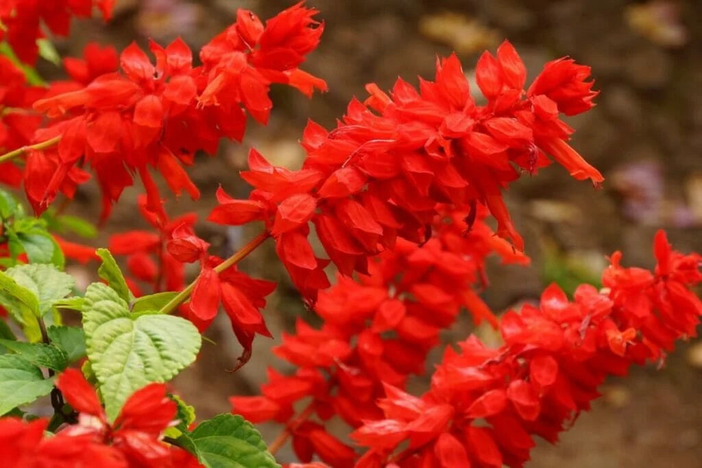 Comment Décorer avec des Fleurs Artificielles Rouges ?