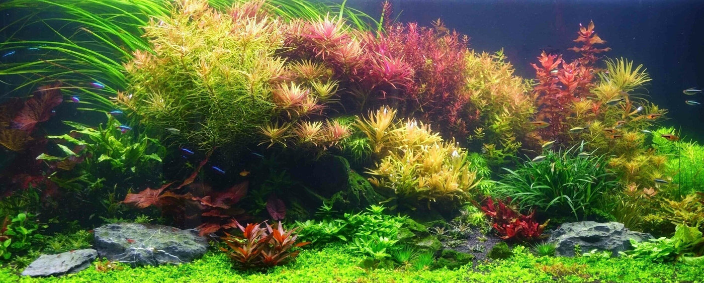 Comment Décorer avec les Plantes Artificielles votre Aquarium ?