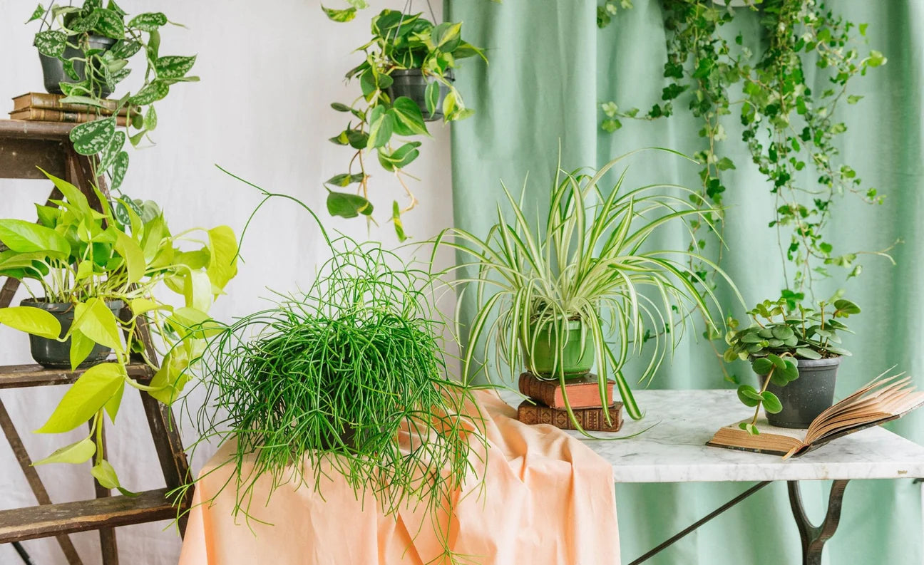 Comment Décorer Votre Intérieur avec Des Plantes Tombantes Artificielles ?