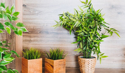 How to Integrate Artificial Plants into Your Decor? 