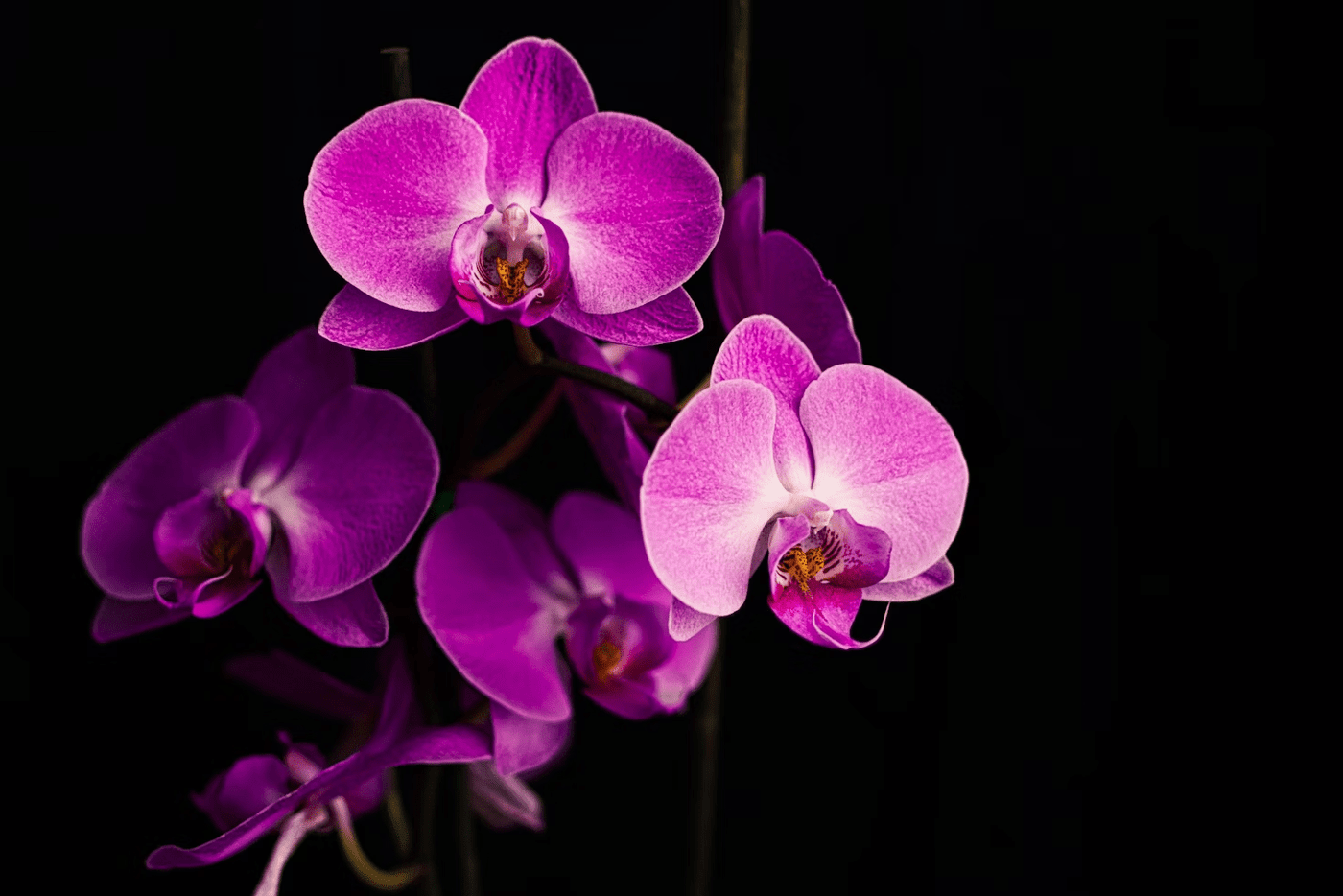 Décorer avec des Orchidées Artificielles : Idées et Inspirations