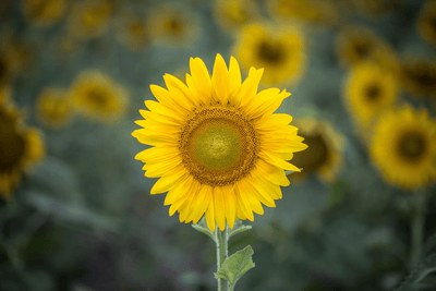 Décorer votre Intérieur avec un Bouquet de Tournesols Artificiels