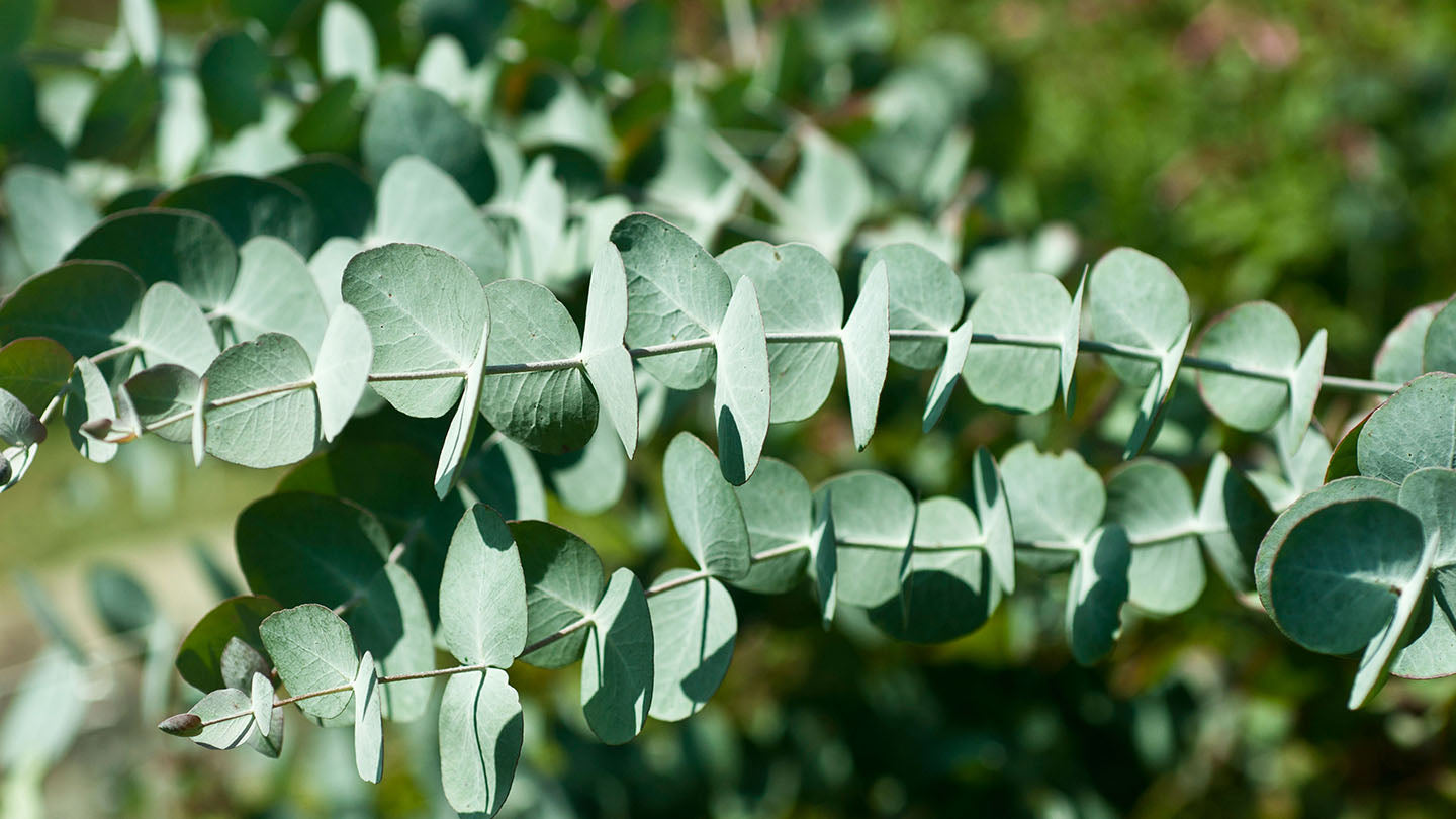 L'eucalyptus : Signification, symbolisme et utilisations