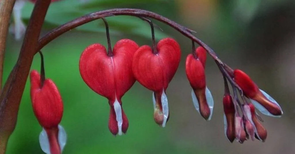 Quelle Fleur Exprime la Tristesse ? Un Voyage à Travers le Langage des Fleurs