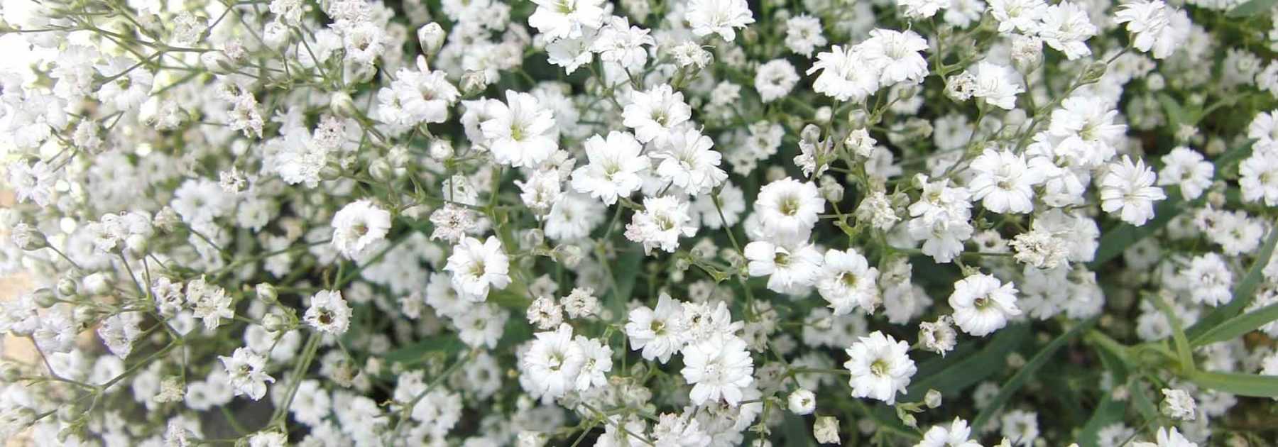 Signification du Gypsophile : Symbole de Douceur et de Pureté