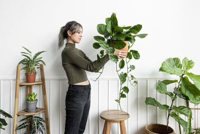 Idées pour Créer un Coin Zen avec des Plantes Artificielles