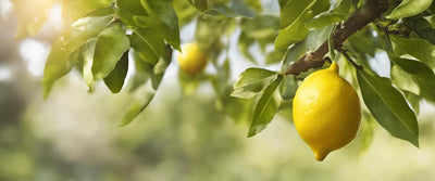 La Profondeur des Racines du Citronnier