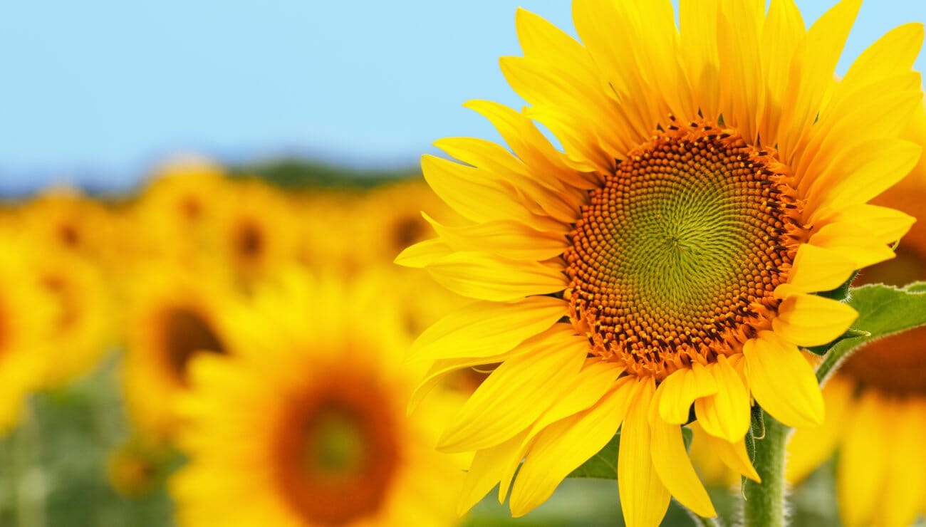 La Profondeur des Racines du Tournesol