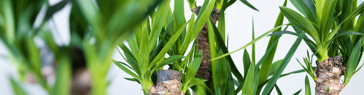 La Profondeur des Racines du Yucca