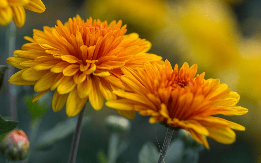 La Signification de la Chrysanthème : Symbole, Histoire et Valeurs