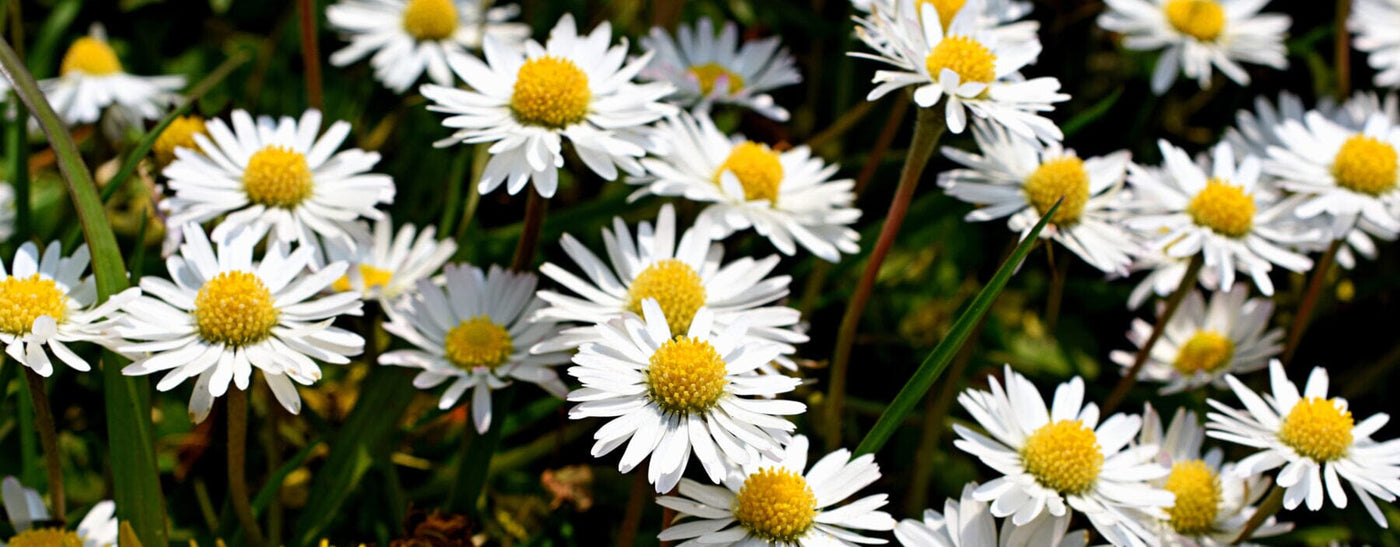 La Signification de la Marguerite : Un Symbole de Pureté et d'Innocence