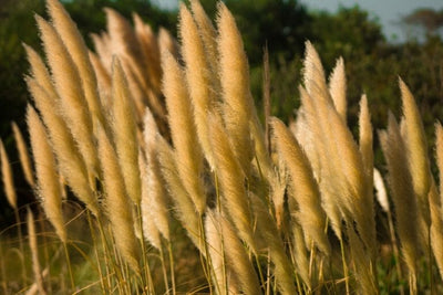 The Meaning of Pampas: Symbol, History and Uses of this Elegant Plant