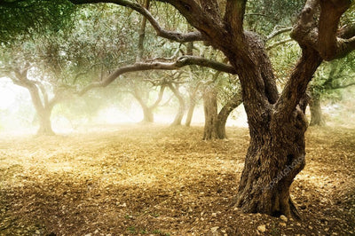 The Meaning of the Olive Tree: Symbol of Peace, Wisdom and Eternity