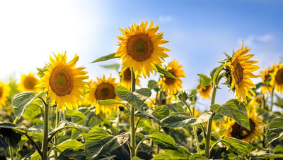 The Meaning of Sunflower: Symbolism, History and Cultural Values 