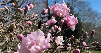 Le Magnolia à Deux Floraisons : Un Bijou de la Nature