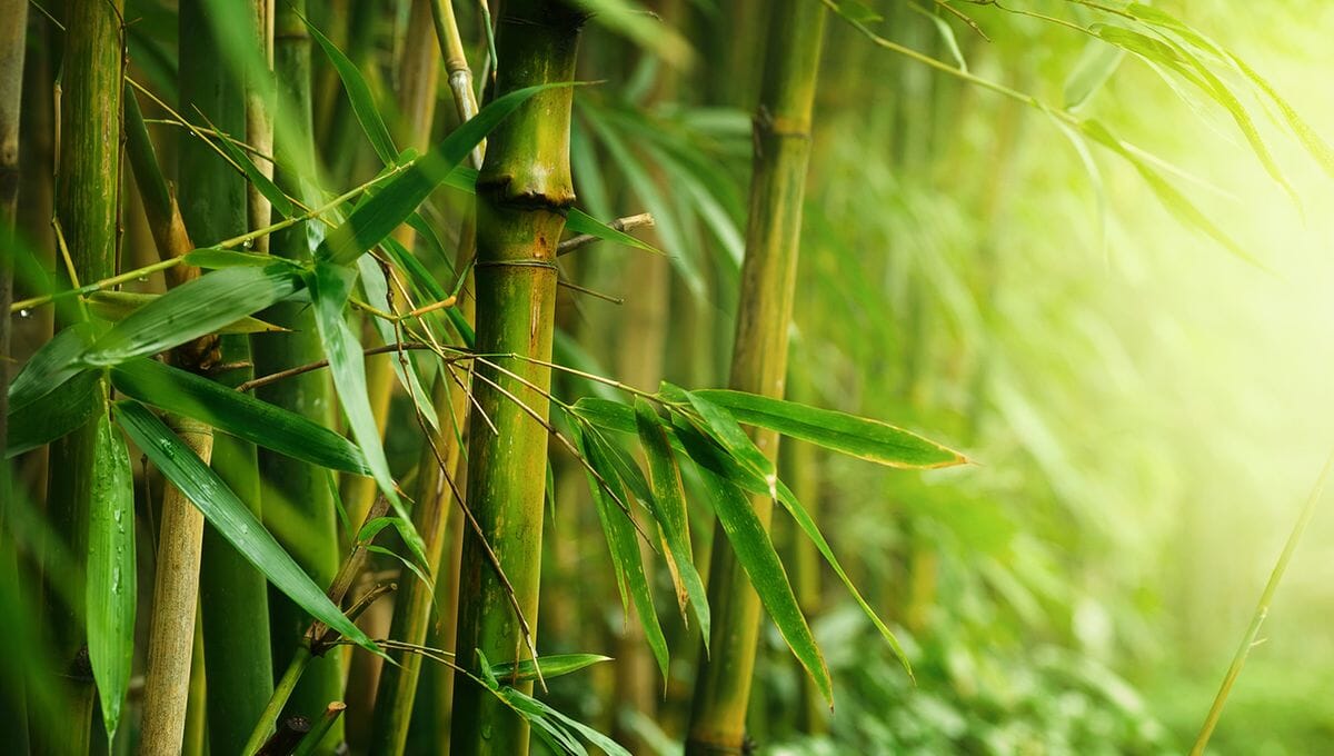 Le Mystère de la Floraison du Bambou : Un Phénomène Rare et Fascinant ...