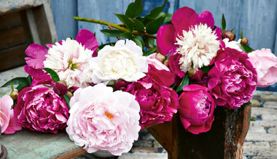 The Peony Symbol: Meaning and History of a Majestic Flower