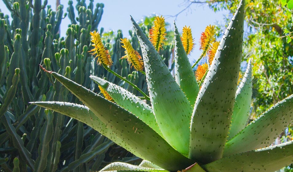 Les 5 Meilleures Façons d’Utiliser un Agave Artificiel en Extérieur