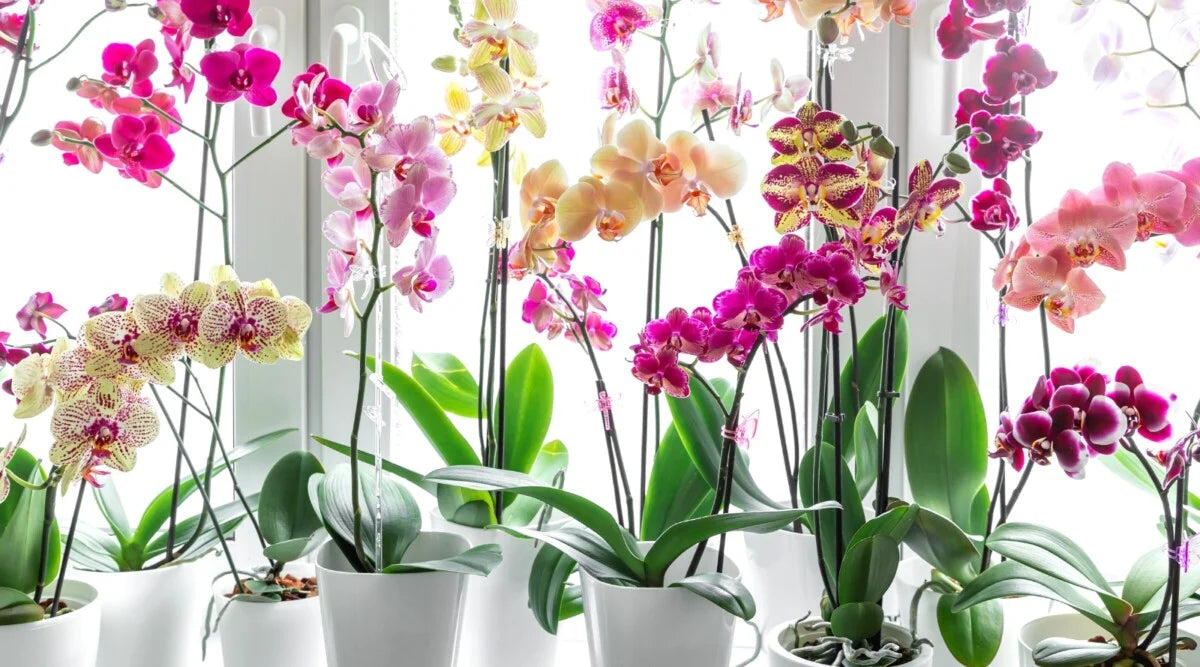 Les Meilleures Orchidées Artificielles Haut de Gamme