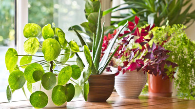 Las mejores plantas para decorar tu salón