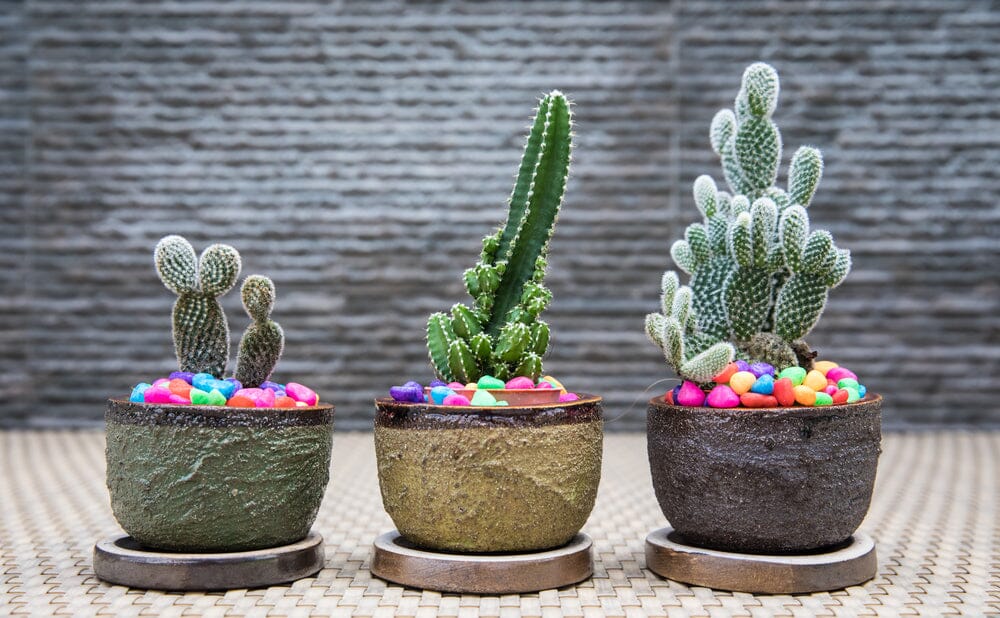 Les Plus Beaux Cactus Artificiels Pour Votre Déco