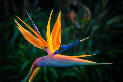 Les Plus Belles Fleurs Exotiques Artificielles