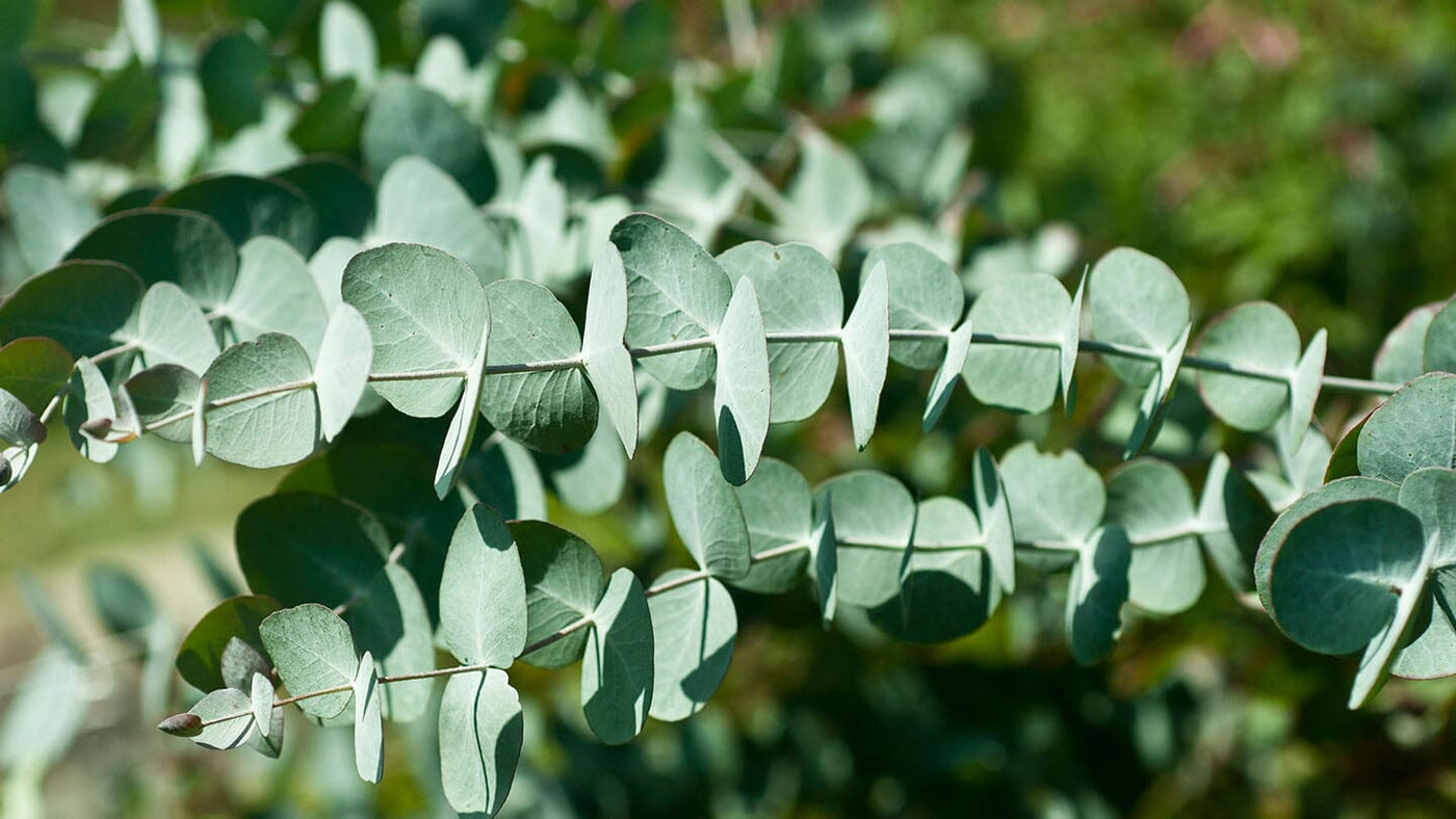 L'eucalyptus : Signification, Symbole et utilisations