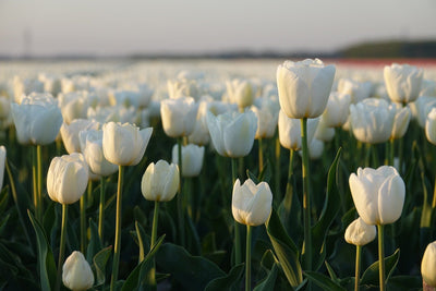 L'Origine des Tulipes : Une Histoire Fascinante de Beauté et de Symbolisme