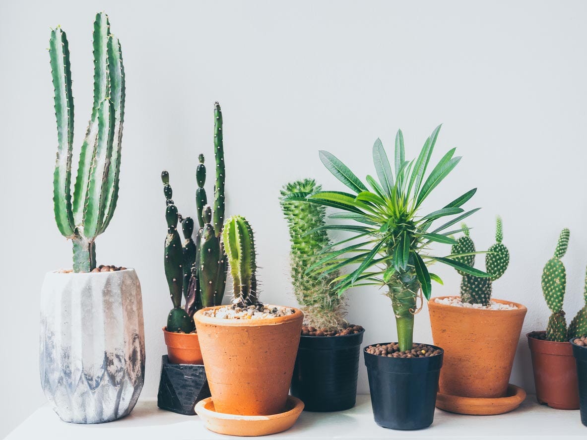 Mini Cactus Artificiel Déco : Idées et Astuces pour Sublimer Votre Intérieur