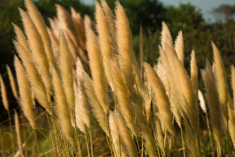 La Signification de la Pampa : Symbole, Histoire et Utilisation de cette Plante Élégante