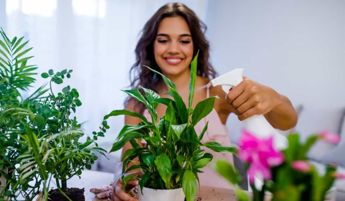 Plantes Porte-Bonheur : Quelles Plantes Attirent Chance et Prospérité ?