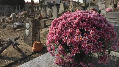 Pourquoi les Chrysanthèmes sont les Fleurs de Toussaint ?