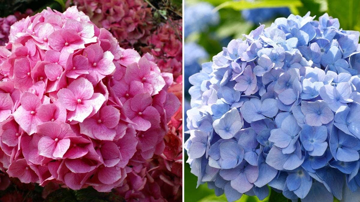 Pourquoi les Fleurs Changent-elles de Couleur ?