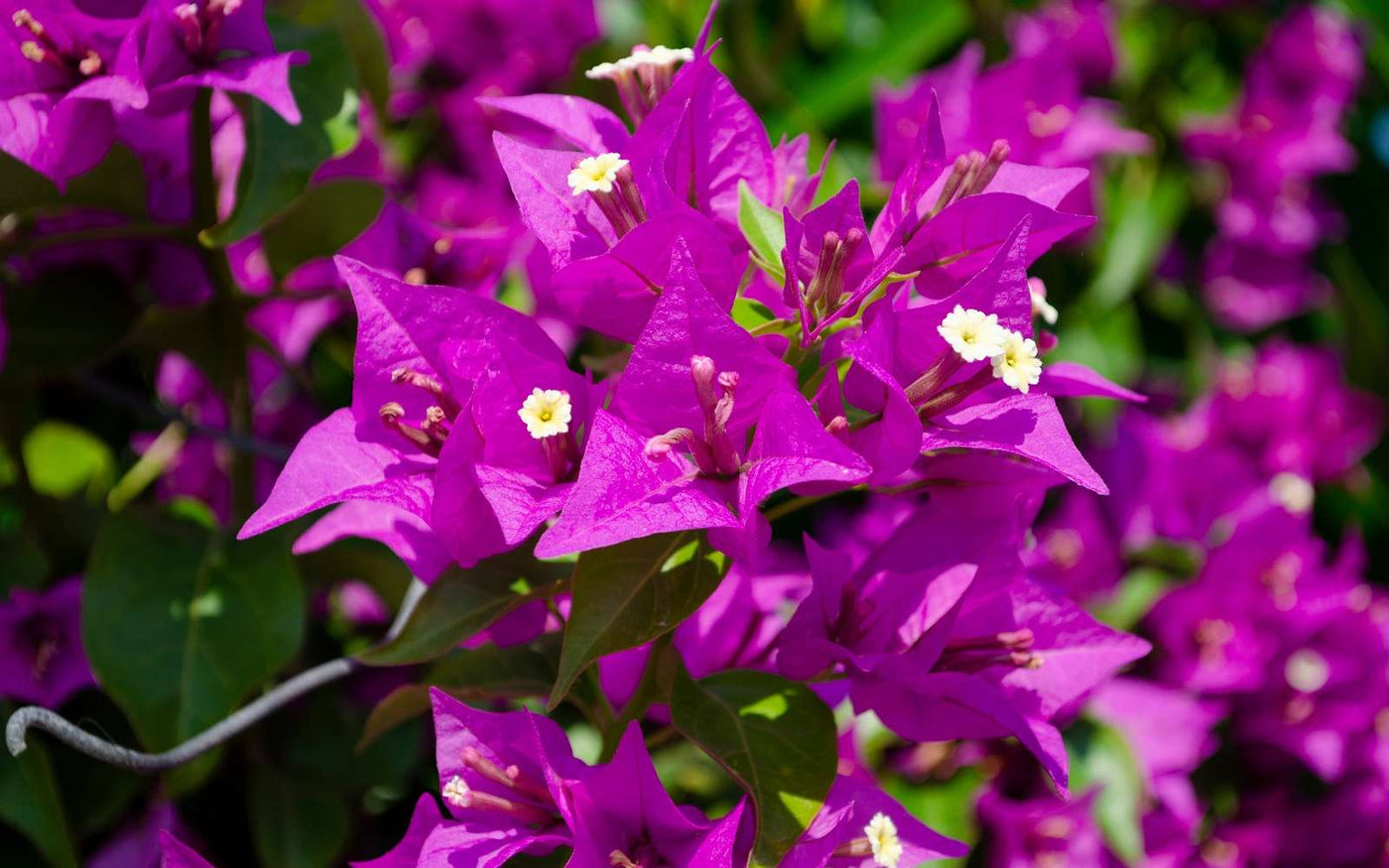 Pourquoi Mon Bougainvillier Ne Fleurit Pas ? Nos Conseils