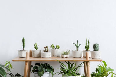 Pourquoi Opter pour des Succulentes Artificielles dans Votre Bureau