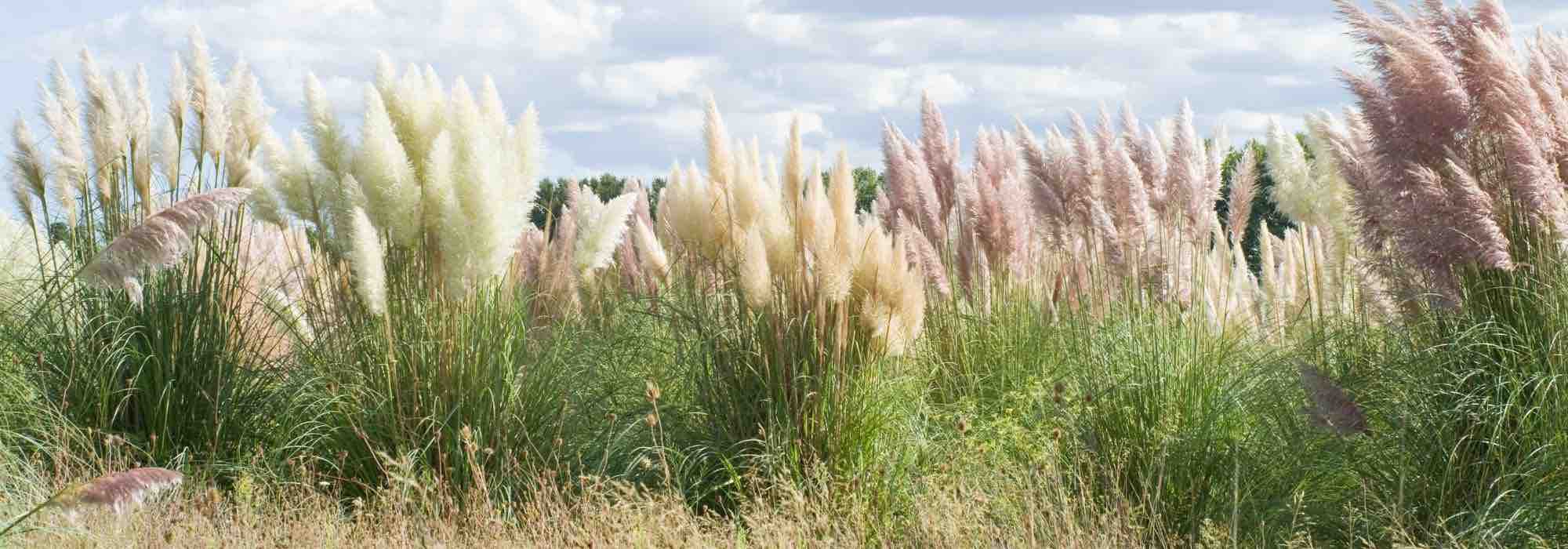 Profondeur des Racines de l'Herbe de la Pampa