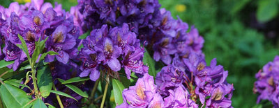 Profondeur des Racines d'un Rhododendron