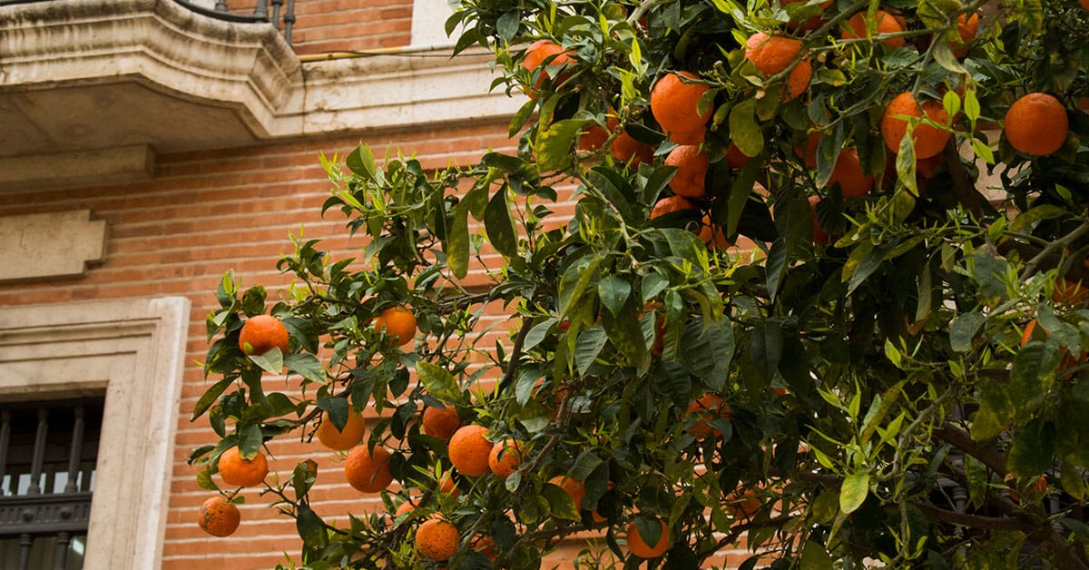 Quel arbre fruitier est le plus adapté à un jardin en ville ?