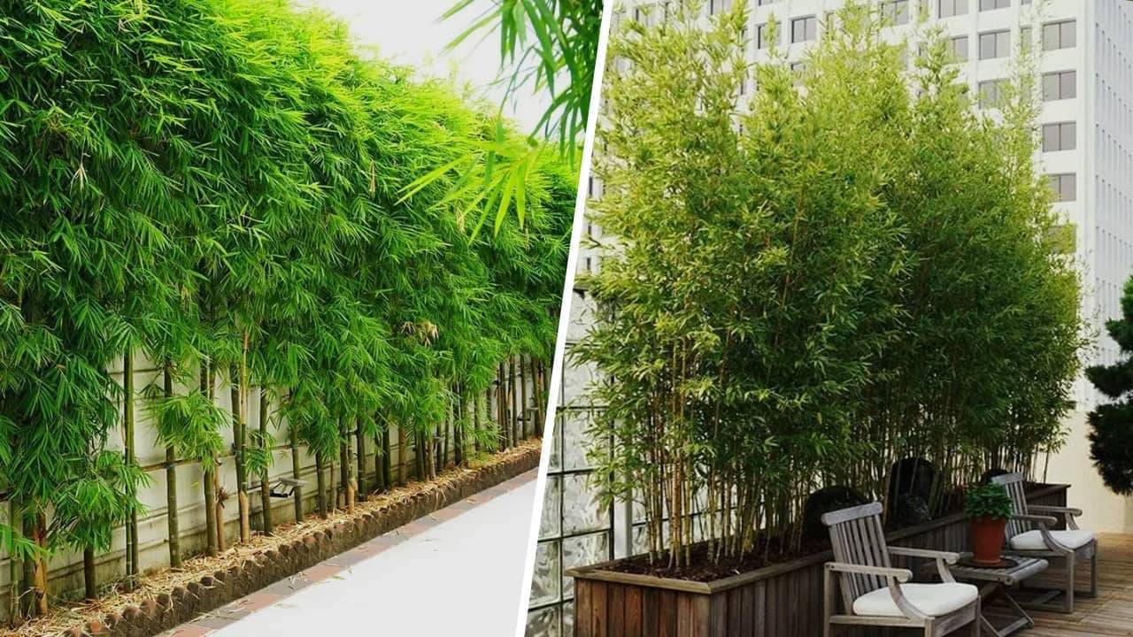 Quel Bambou Planter pour un Brise Vue Efficace ? On vous dit tout