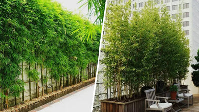 Which Bamboo Should You Plant for an Effective Privacy Screen? We Tell You Everything 