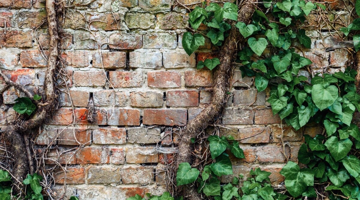 Quel Lierre Choisir pour Recouvrir un Mur