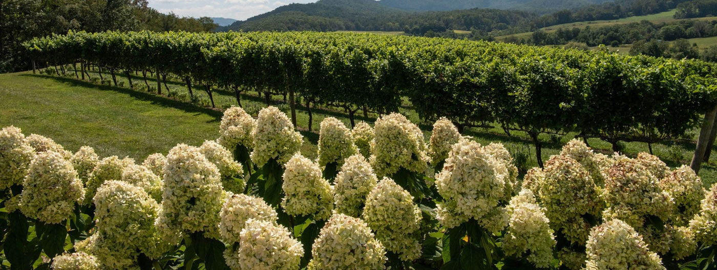 Quelle Est La Durée De Vie d'Une Hortensia ?