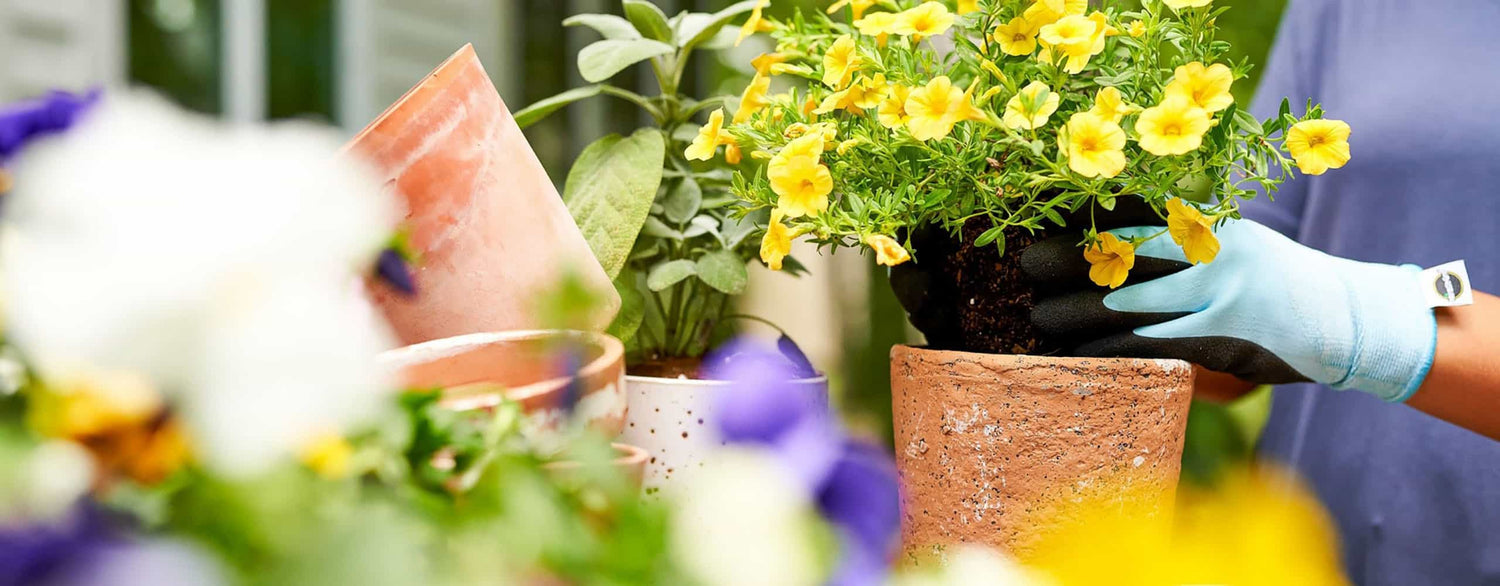 Quelle est la Durée de Vie Moyenne des Fleurs en Pot ? Guide Complet