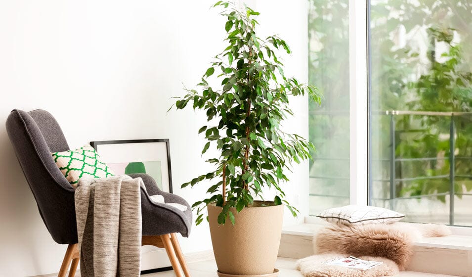 Quelle est la Taille Idéale d'un Ficus Artificiel pour Votre Intérieur ?